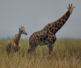 Dark Male Giraffe and calf