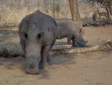 Victoria Falls NP_White Rhinos_habituated_and impala male