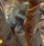 Toka Leya_Vervet monkey playing _Peek A Boo_