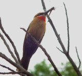 Zambezi_White Fronted Bee Eater with snack