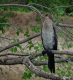 Zambezi_reed cormorant