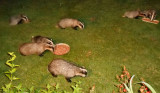 Badgers in Gloucestershire