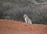 young male Leopard