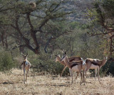 Springbok