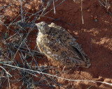 Burchells Sand Grouse chick staying still to avoid danger_our landrover