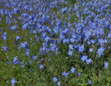 Clanwilliam_Ramskop_blue spring flowers
