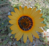 yellowand black flower