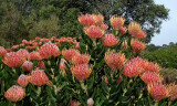 Kirstenbosch_Pincushion Protea_Leucospermum Scarlet Ribbon