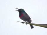 Clifton beach_male Lesser Collared Sunbird singing