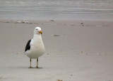 Clifton 4th Beach_Kelp Gull
