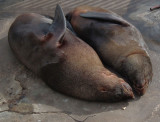 Fur Seals dozing on Seal Platform