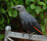 Cape Point_Red Winged Starling female