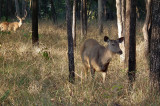 Spotted and Sambar Deer