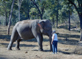 Friendly female working elephant at rest camp
