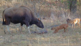 Gaur mother defending dead calf from Wild Dogs