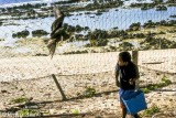 Feeding a captive frigate bird