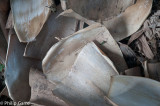 Husks shed by the bamboos must once have been put to practical use