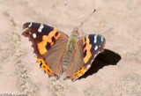 A lone butterfly