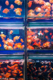 Goldfish tanks at the Flower, Bird, Fish and Insect Market