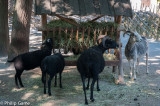 Goats browsing at a Skansen farm