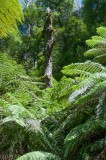 Tarra-Bulga National Park