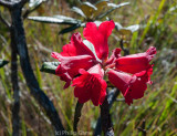 Horton Plains National Park