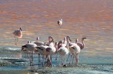 Flamingos at Laguna Colorada