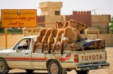 Driving home from the livestock market at Buraimi, Oman