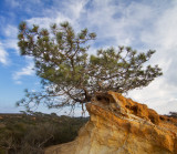 Torrey Pine Detail