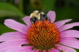 Brookside Gardens, General