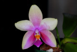 Julie's Orchid Collection
