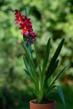 Oncidium: Burrageara Nelly Isler