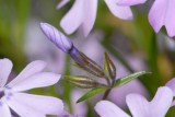 Small  purple bud amid numerous flowers