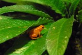 Mantella Frog