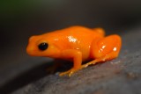 Mantella Frog