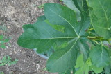 Panache Leaf
