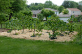 Fig Orchard