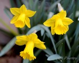 Daffodil Triplets
