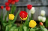 Tulips Abloom 20140504 1381 Tulips rg lens.jpg