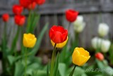 Tulips Abloom 20140503 1378 Tulips rg lensB.jpg