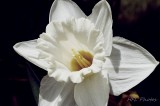 White Daffodil