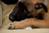 Dickenson (11 weeks) Chewing on Rawhide Bone #2