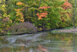 NY - Gasport 18 Mile Creek Swirling Leaves