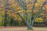 NY - Pratt Falls State Park Treescape