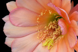 AZ - Echinopsis Peach 1