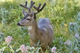 CA - Yosemite NP - Deer & Milkweed 3.tif