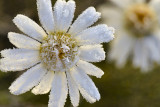 CO - Marble - Icey Daisy 2