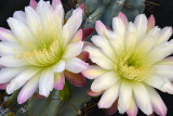 Cereus Montrose 2.jpg