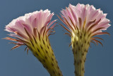 AZ - Echinopsis Easter Lilly 10