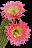 AZ - Echinopsis Flying Sauce 3